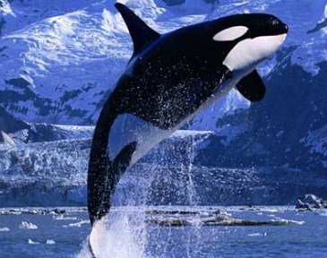 killer-whale