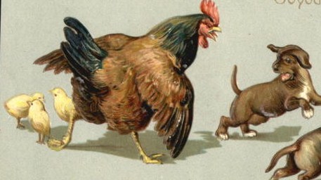 Mother hen protecting her chicks from puppies